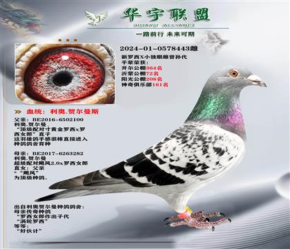 利奥 新罗西 独眼雌 直孙X直孙女 金姆