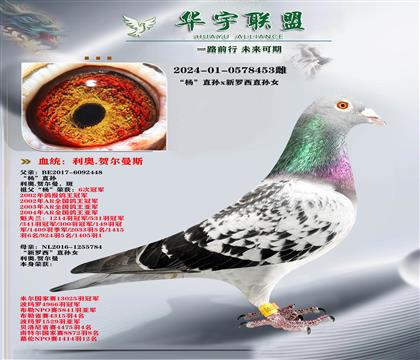 利奥 鸽王杨直子X梦幻配对直孙女 金姆