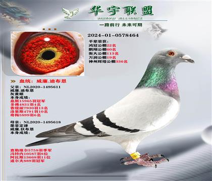 威廉迪布恩 墨菲定律 直子X直女