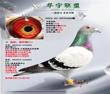 世界大铭鸽 保时捷911 直孙女
