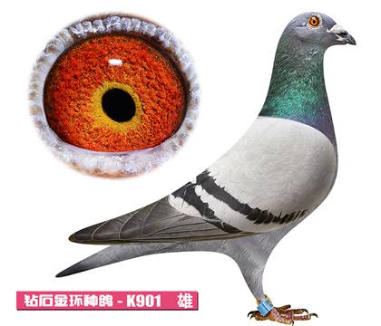 范登布克-基特尔K901