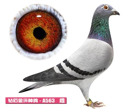 噶斯顿-奶酪小姐A563