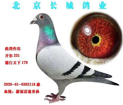 北京长城鸽业新福雷迪重孙