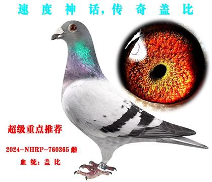 重点推荐,不败盖比