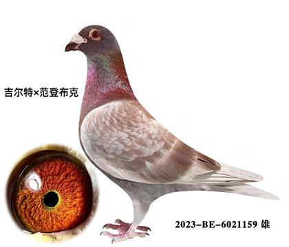 吉尔特配范登布克
