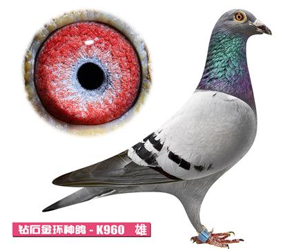 ����-����ƥ��K960