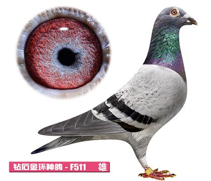 范登布克-好红号F511