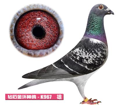 凡戴克-加农炮K967