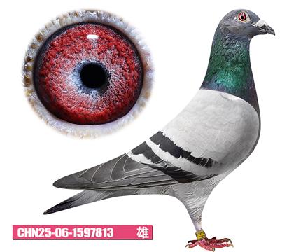 德巴克-乔治男神813