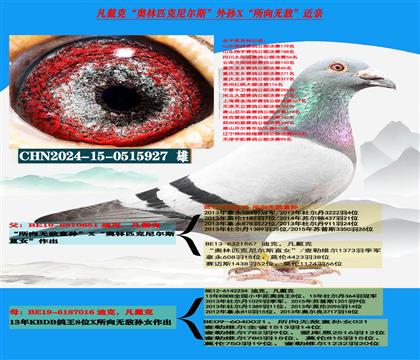 (重点推荐 公棚专家)凡戴克所向无敌高级种鸽