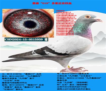 (超级种鸽)詹森019纯血939