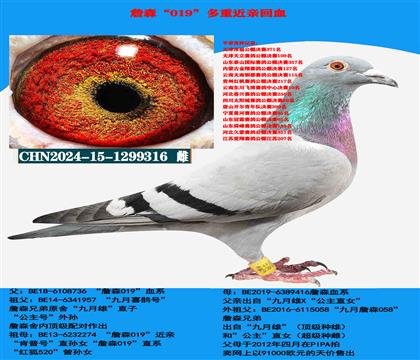 詹森019纯血316
