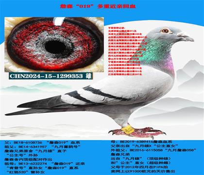 詹森019纯血353