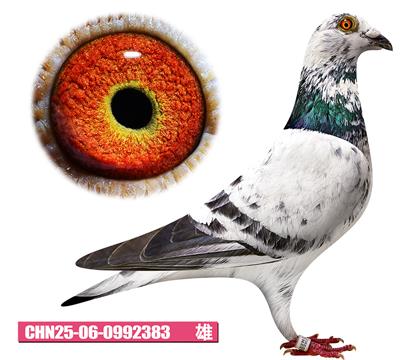 ���ǲ�����-�û�383