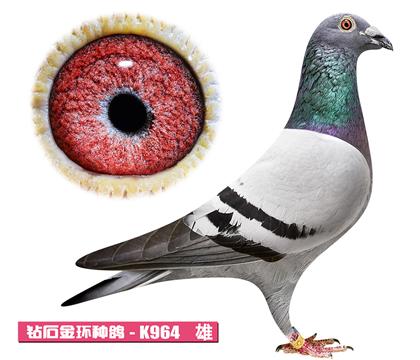 ����˹-��������K964