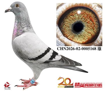 �ٰ���17����Խ��׻�Ѫ