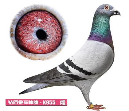 ��˹��-����Ů��K955