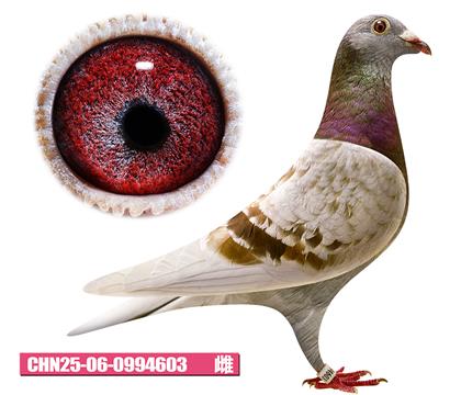 ���ǲ���-�ú칫��603