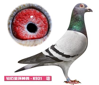 ����-����ƥ��K931
