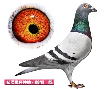 �ٰ���-���˹���K943