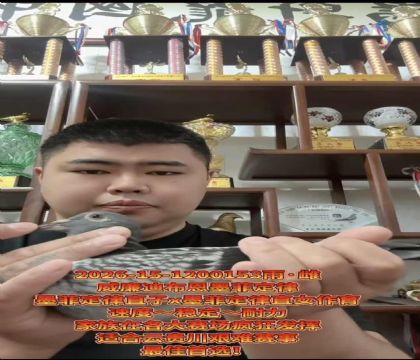 �ƹ󴨹���ʵս�������ϲ�����ī�ƶ��ɡ��߱�����