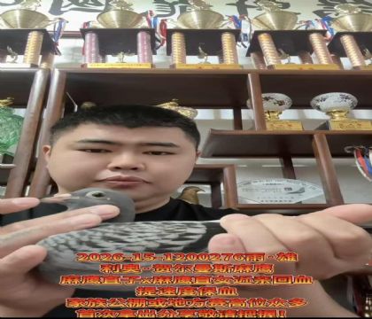 �ص��Ƽ������º،���˹����ӥ��ֱ��X����ӥ��ֱŮ