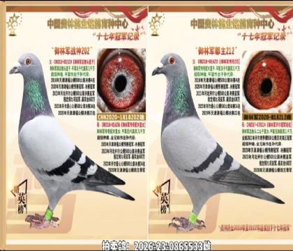 ���־��ܽ�ͷ�䴫�������Ů����.ƽ�����Ǿ�����