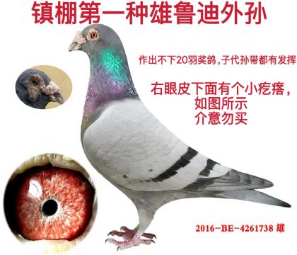 轻飘柔 鲁迪外孙