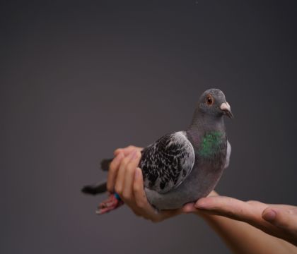 Ư����������ƽ𲩶���824