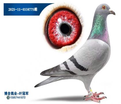 5次冠军直女