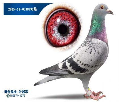 5次冠军直女