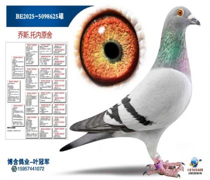 全国冠军尼诺全平辈