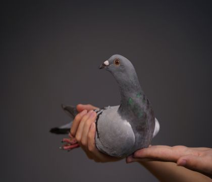 ���š���ǧ�����������ʱ�֡�ֱŮ