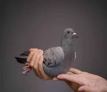 ����ֱ�ӡ�����Ž���