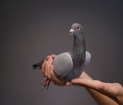 ������ʿ���ݿ�Ů��
