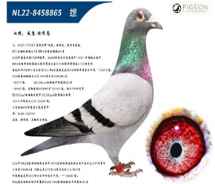 威廉迪布恩原舍(墨菲定律直子)
