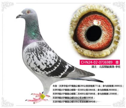天津宇航VIP赛鸽公棚500公里决赛3095名 雄