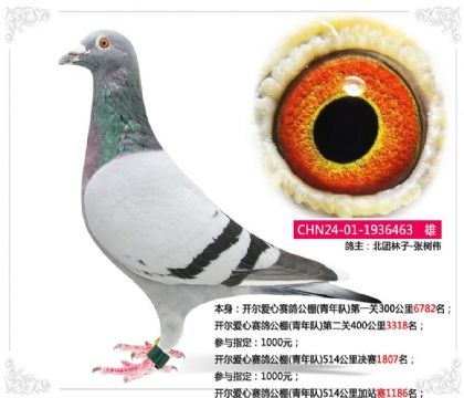 开尔爱心赛鸽公棚(青年队)514公里加站赛1186名 雄