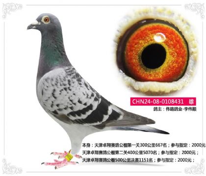 伟路鸽业-天津卓翔赛鸽公棚500公里决赛1151名 雄
