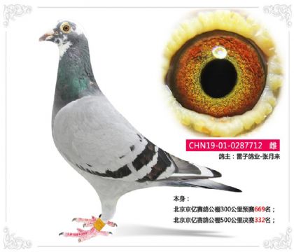 北京京亿赛鸽公棚500公里决赛332名 雌