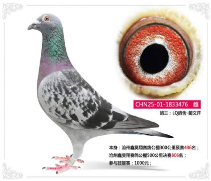 沧州鑫昊翔赛鸽公棚500公里决赛806名 雌