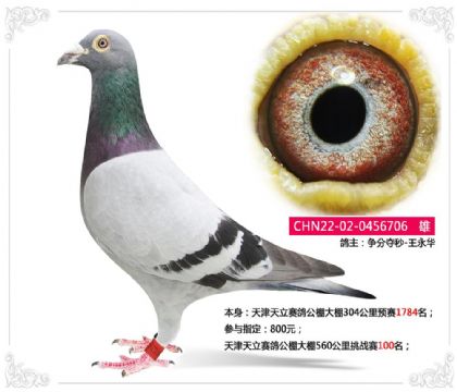 天津天立赛鸽公棚大棚560公里挑战赛100名 雄