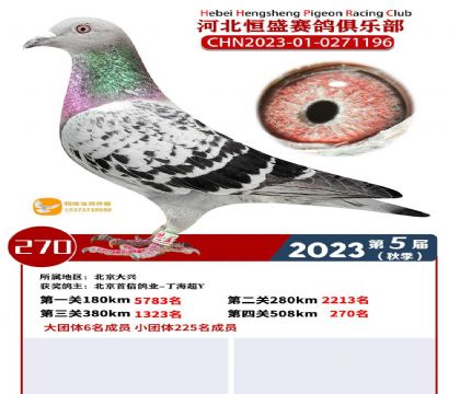 河北恒盛赛鸽公棚508公里决赛270名 雌