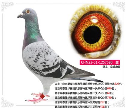 唐磊 ---北京琨泰佳华赛鸽俱乐部特比环三关综合498名