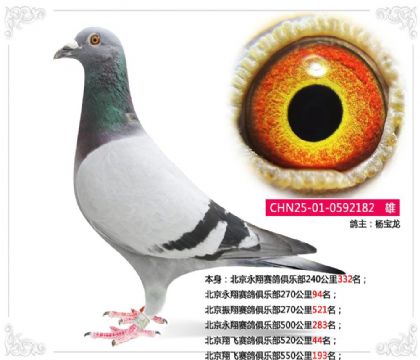 北京翔飞赛鸽俱乐部520公里44名 雄