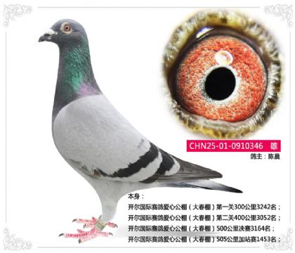开尔国际赛鸽爱心公棚(大春棚)505公里加站赛1453名