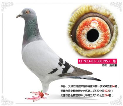 天津市鸽会辉煌杯特比环第三关550公里274名 雌