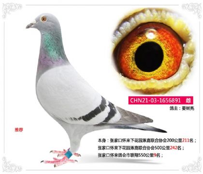 张家口怀来鸽会市联翔550公里9名 雌