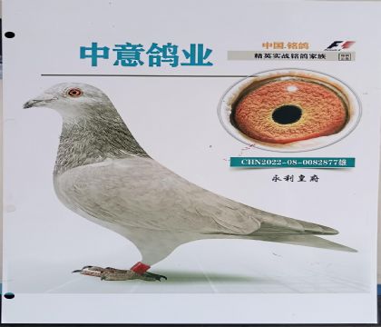 永利皇府-黄立青---飞鹰877 雄
