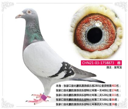 张家口宣化鹏凯赛鸽俱乐部特比环第四关520公里26名 雌